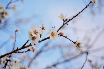 Tree blossom in spring 2023