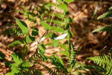 Close-up of a butterfly pollinating a flower on a sunny day.