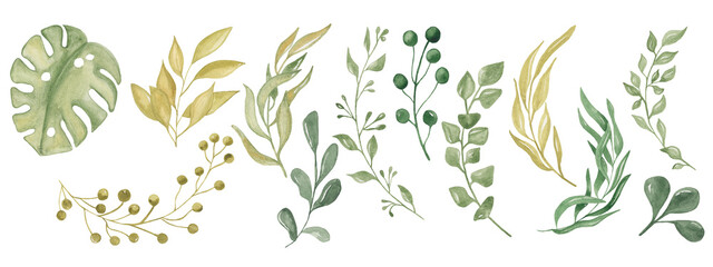 Set of watercolor illustrations yellow green branches and leaves. Monstera, eucalipt ets 