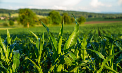 Fototapeta premium Agricultural landscape with green corn fields on hills. Art rural landscape. Field and green grass. Countryside on a bright sunny day. Color in nature. Beauty in the world.