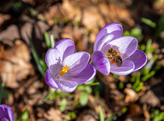 Krokus im Fr&uuml;hling