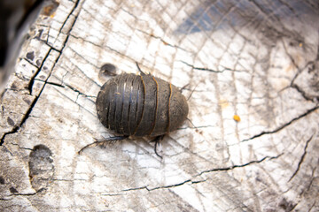 Turkmen cockroach - turtle. A striped cockroach that sits and crawls on the bark of a tree. Princisia vanwaerebeki, Princisia vanwaerebeki. Insects of the fauna of the animal world.