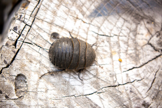 Turtle Cockroach Princisia Images – Browse 81 Stock Photos, Vectors, and Video | Adobe Stock