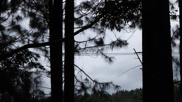 Silhouetted Forest Scenery With Zipliners Speeding Through Trees In Bukidnon, Philippines. static
