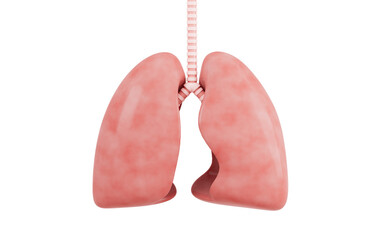 Lungs in the white background, Medical concept, 3d rendering.