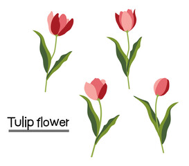 Tulips on white background.Eps 10 vector