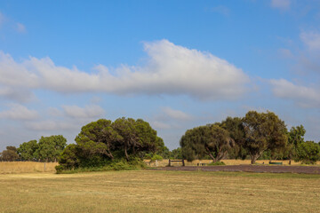 Fototapeta na wymiar landscape with tea trees and sky