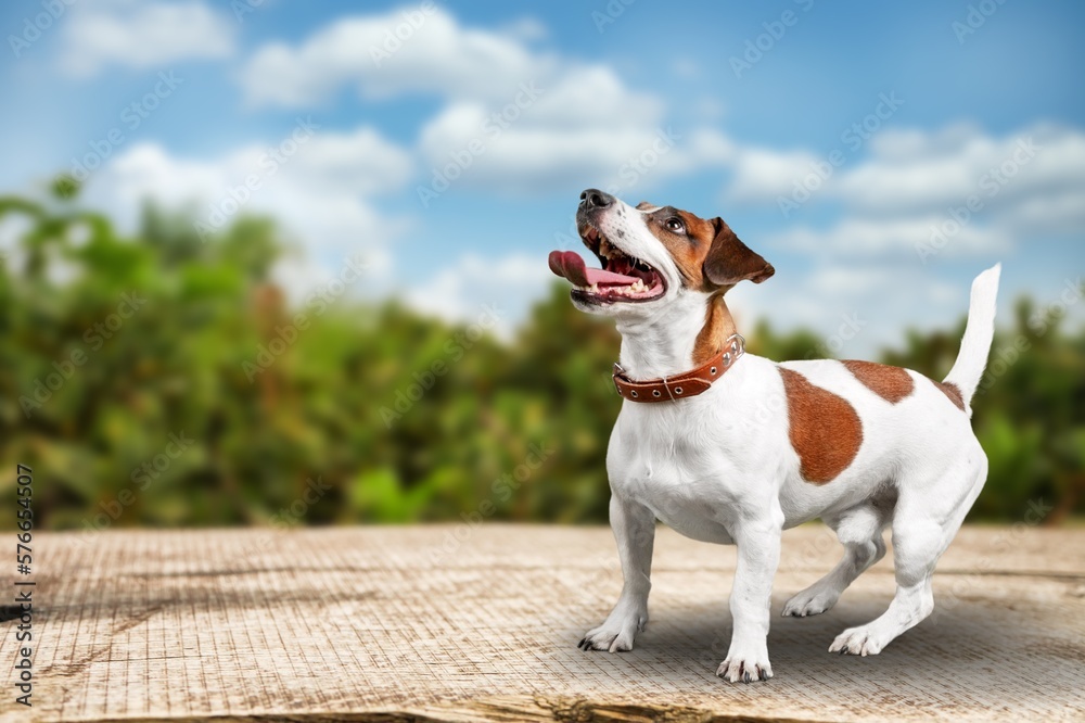 Canvas Prints Cute young domestic dog posing