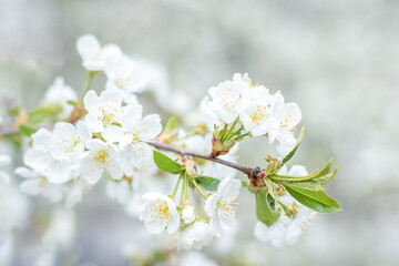 White cherry flowers. Selective focus, bokeh and blur.