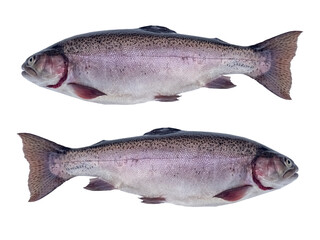 raw rainbow trout isolated on white background