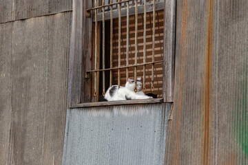 Street cat resting on the window of abandoned house