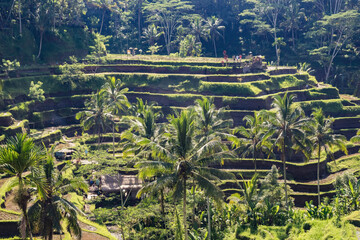 Rice paddy terraces in Bali, Indonesia