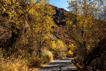 Beautiful autumn landscape with yellow trees. Colorful foliage in nature.