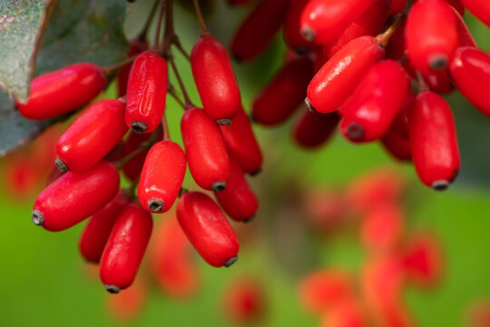Barberry Berberis vulgaris branch fresh ripe berries natural green background