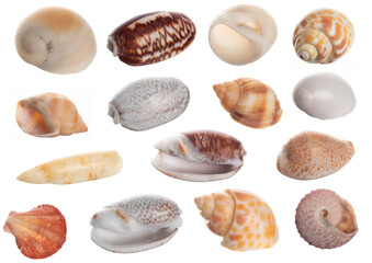 Seashell collection isolated on white background close up