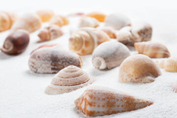 Different seashells on sand. Sea summer vacation background
