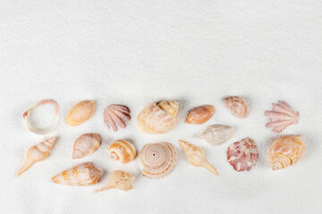 Seashells on the seashore and summer beach