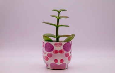 small cactus in pretty pink pot