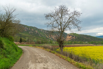 Fototapeta na wymiar Yellow field rapeseed plantation. Rapeseed field near the forest. Lerida Catalonia Spain