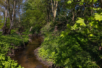 Obraz premium stream in the woods