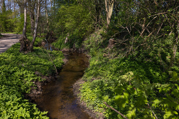 Obraz premium stream in the woods