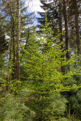 trees in the forest