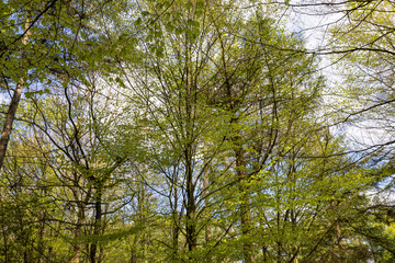 Obraz premium trees and sky