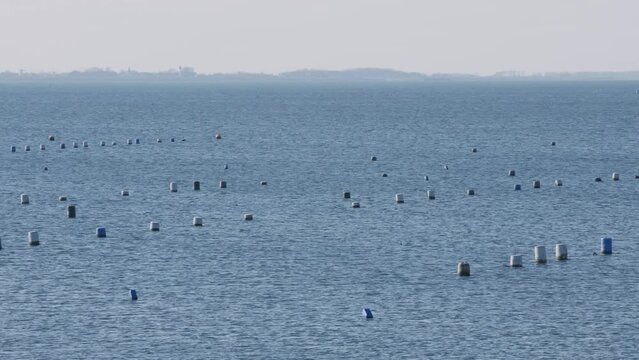 Aquaculture Mussels in Zeeland 