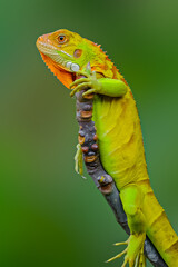 Iguana di pohon