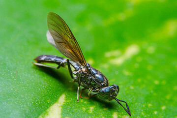 Close-up of Black soldier Fly with another one behind it - MEET THE FLY THAT COULD HELP SAVE THE PLANET