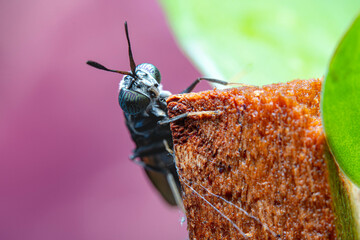 Close-up of Black soldier Fly with another one behind it - MEET THE FLY THAT COULD HELP SAVE THE...