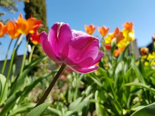 tulips in spring