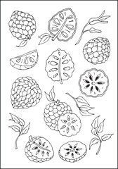 Set of cherimoya elements: leaves, flower, fruit, fruit cut in black and white. Vector illustration.