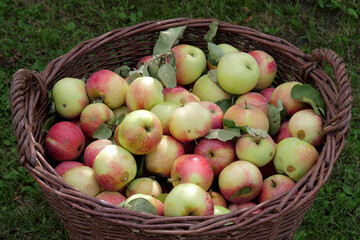 Apples in a huge basket

