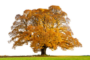 single old linden tree with huge treetop at autumn