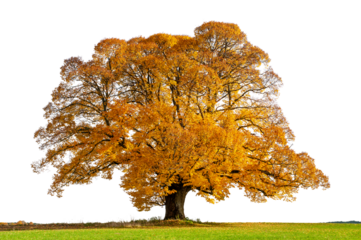 single old linden tree with huge treetop at autumn
