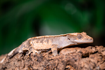 Crested gecko climbing a branch in a terrarium. (Correlophus ciliatus)