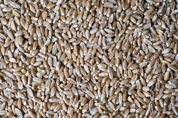 A grain of wheat. Dry ripe wheat grain. The texture of a large amount of wheat grain.