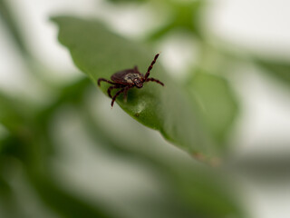 Naklejka premium Infectious parasitic insect Dermacentor Dog Tick Arachnid on a green plant leaf. Insect.