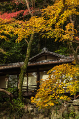 日本　大阪府箕面市にある箕面公園の紅葉した木々