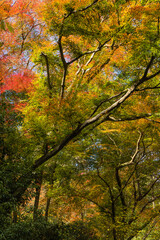 日本　大阪府箕面市にある箕面公園の紅葉した木々