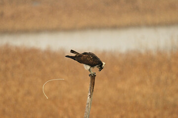 雨の日にウンチを排出