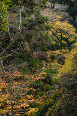 日本　大阪府箕面市にある箕面公園の紅葉した木々