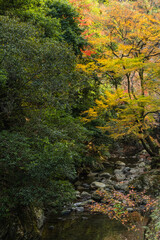 日本　大阪府箕面市にある箕面公園を流れる箕面川と紅葉した木々