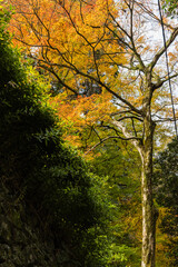 日本　大阪府箕面市にある箕面公園の紅葉した木々