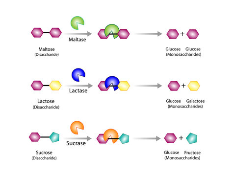 Carbohydrates Digestion. Maltase, Sucrase and Lactase Enzymes catalyze Disaccharides Maltose, Lactose and Sucrose to Monosaccharides, glucose, galactose and Fructose molecules. Vector Illustration.