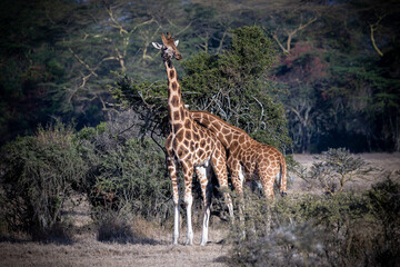 Obraz premium Kenia Tiere