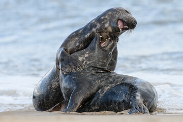 Fototapeta premium Atlantic Grey Seal courting couple