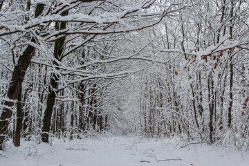 Frosty branches and trunk of the hornbeam trees in snowy forest