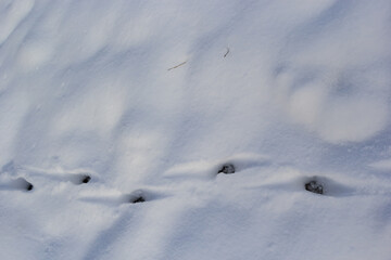 Fototapeta na wymiar animal tracks in the snow,hare tracks in winter in the snow